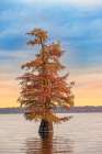 Bald cypress trees and autumn colors at sunrise in southern swamp, Caddo Lake, Texas. Art Print